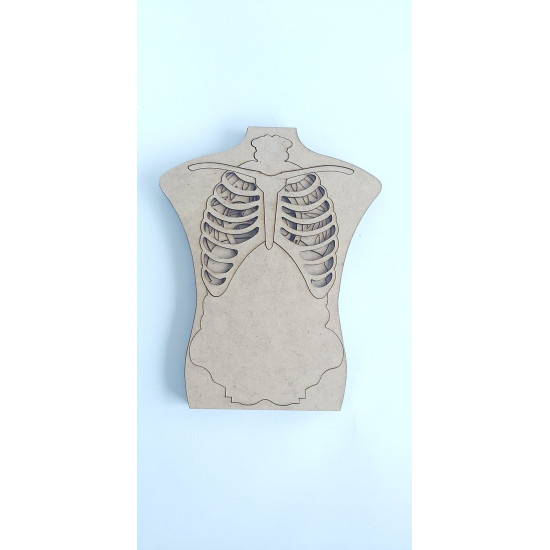 STEM - Vücudumuzu Tanıyalım