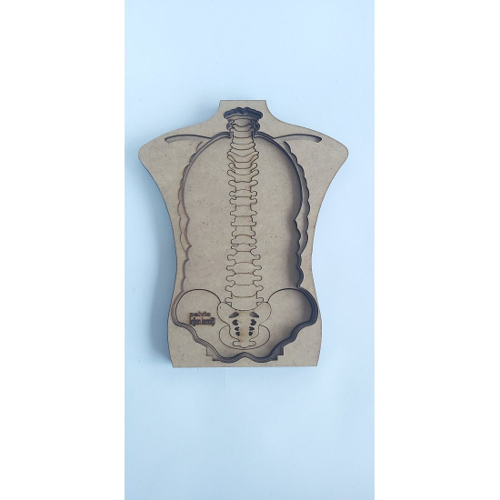 STEM - Vücudumuzu Tanıyalım